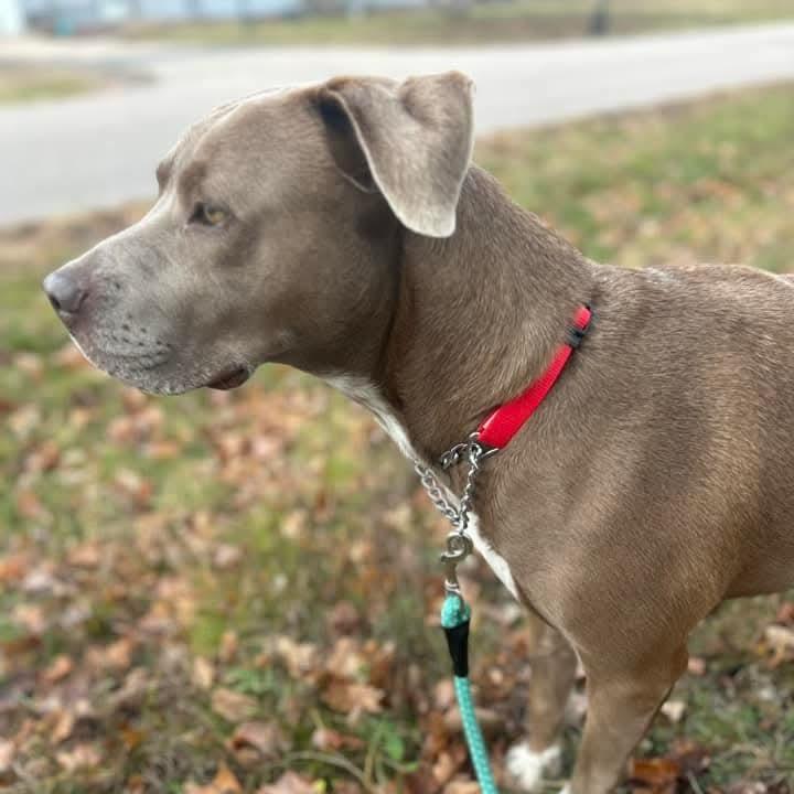 Jewel, Adoptable, Adult Female American Staffordshire Terrier & Mixed Breed.