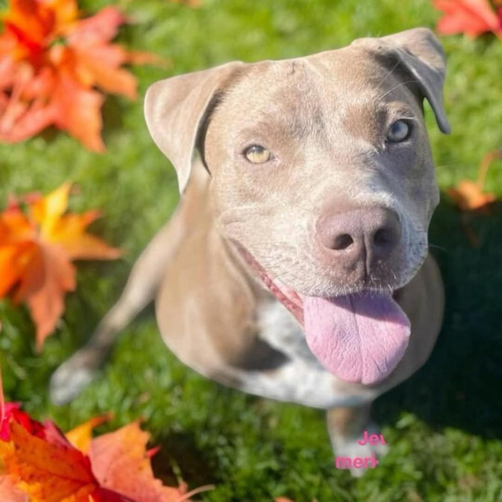 Jewel, a Adoptable mixed breed in Tylertown, MS image 2/6