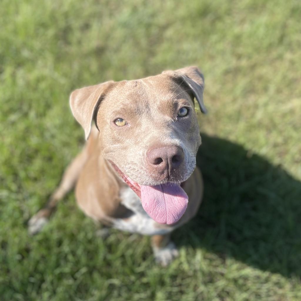 Jewel, a Adoptable mixed breed in Tylertown, MS image 3/6