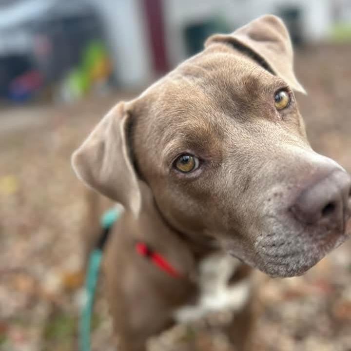 Jewel, a Adoptable mixed breed in Tylertown, MS image 4/6