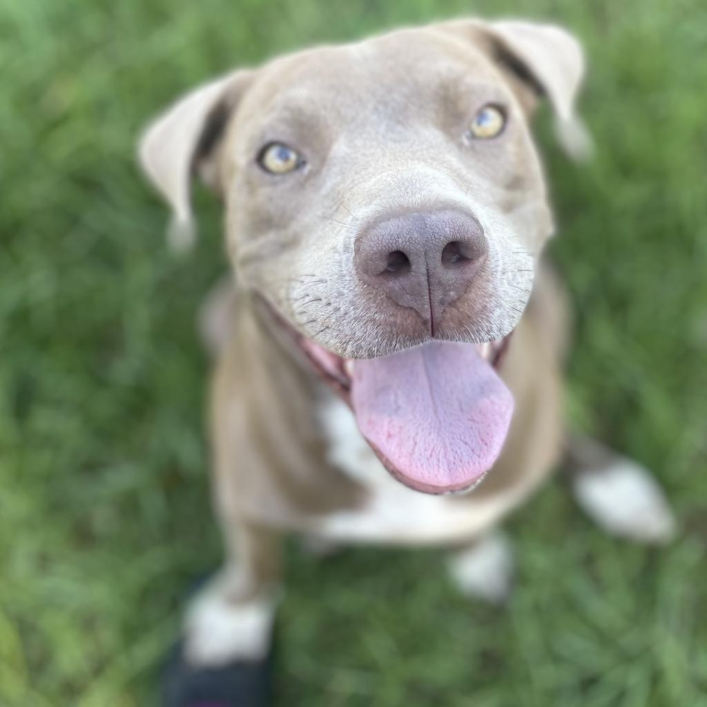 Jewel, a Adoptable mixed breed in Tylertown, MS image 5/6