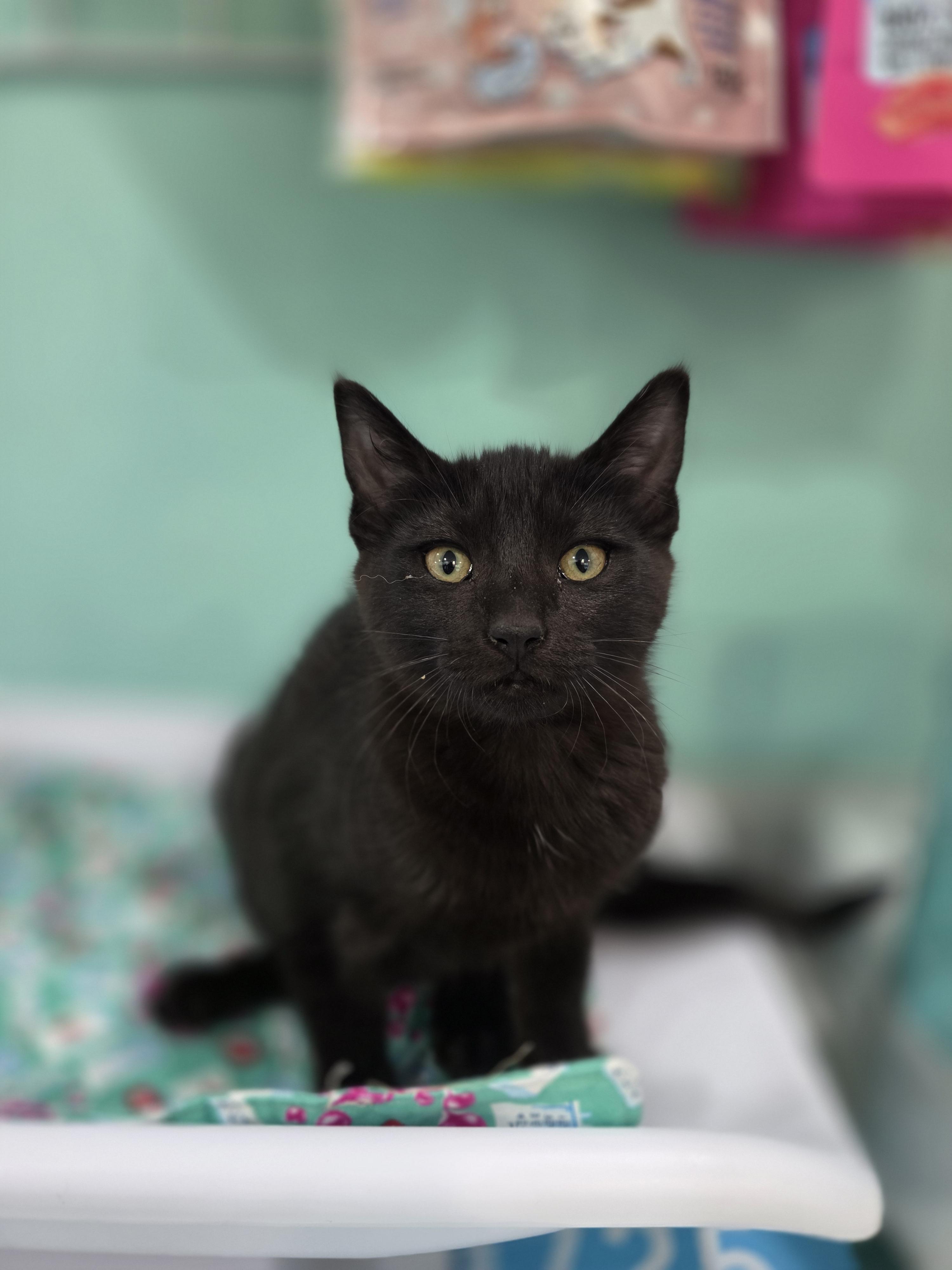 Pepper, a Adoptable mixed breed in Kamloops, BC image 1/6
