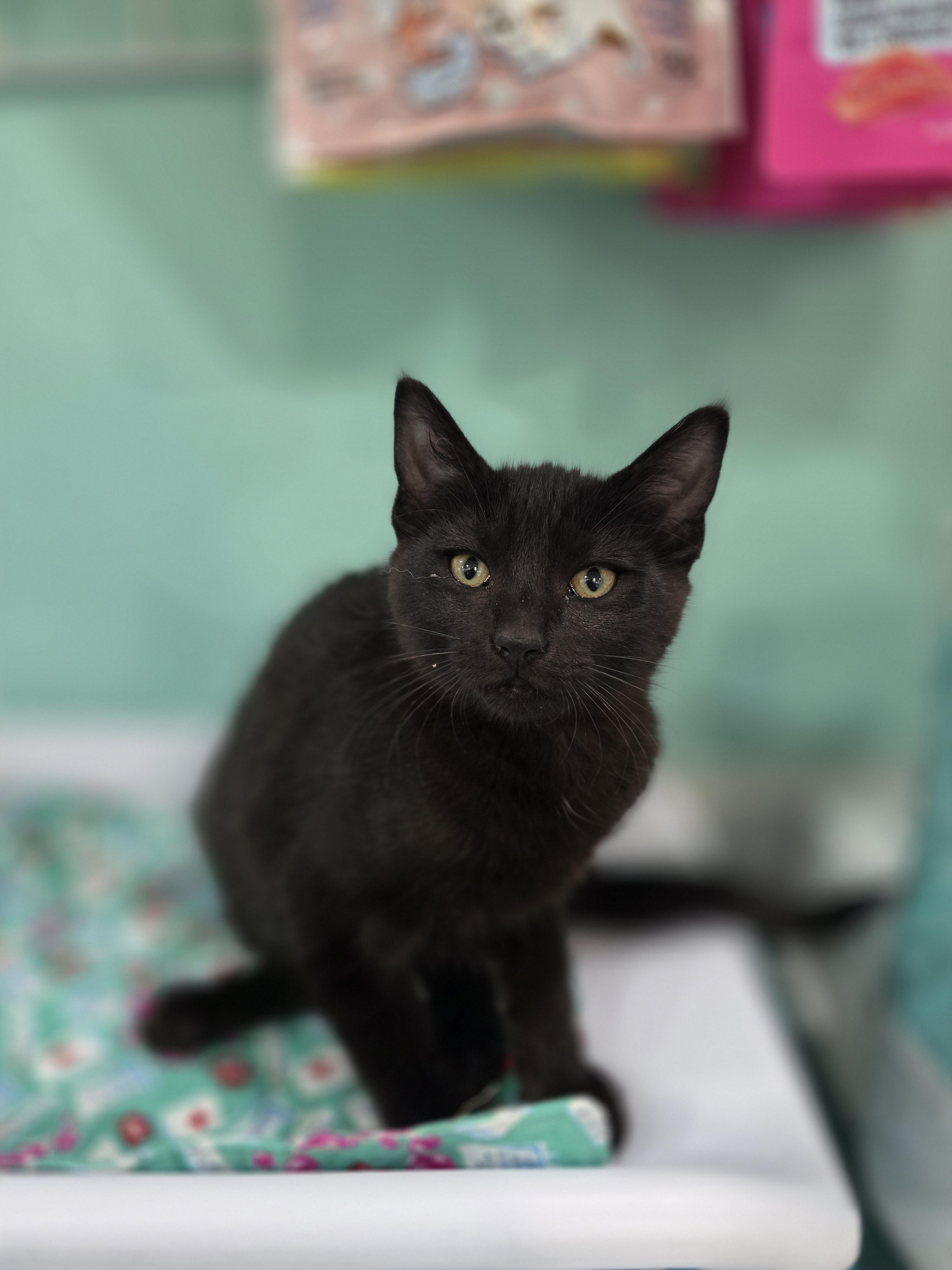 Pepper, a Adoptable mixed breed in Kamloops, BC image 2/6