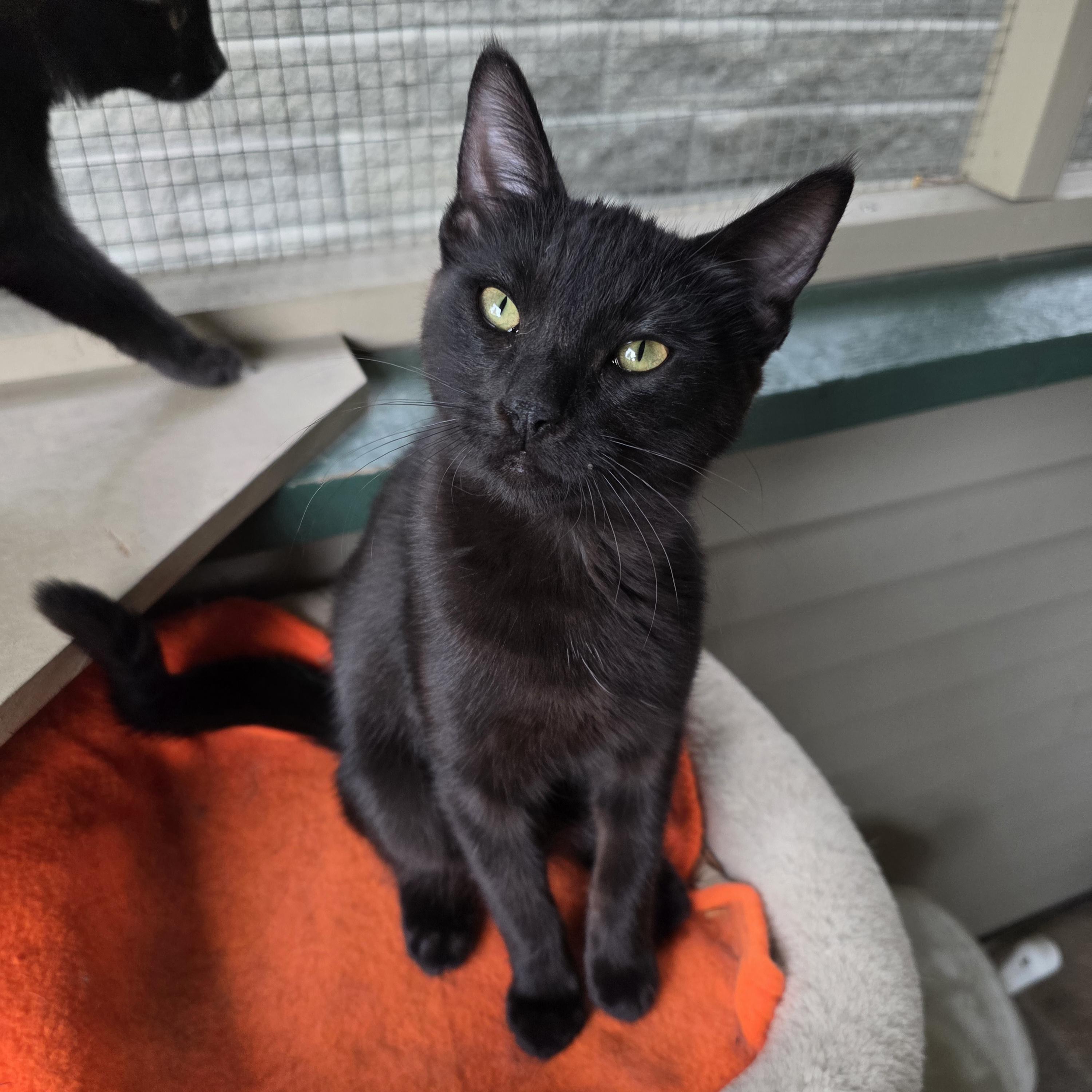 Pepper, Adoptable, Kitten Female Domestic Short Hair.