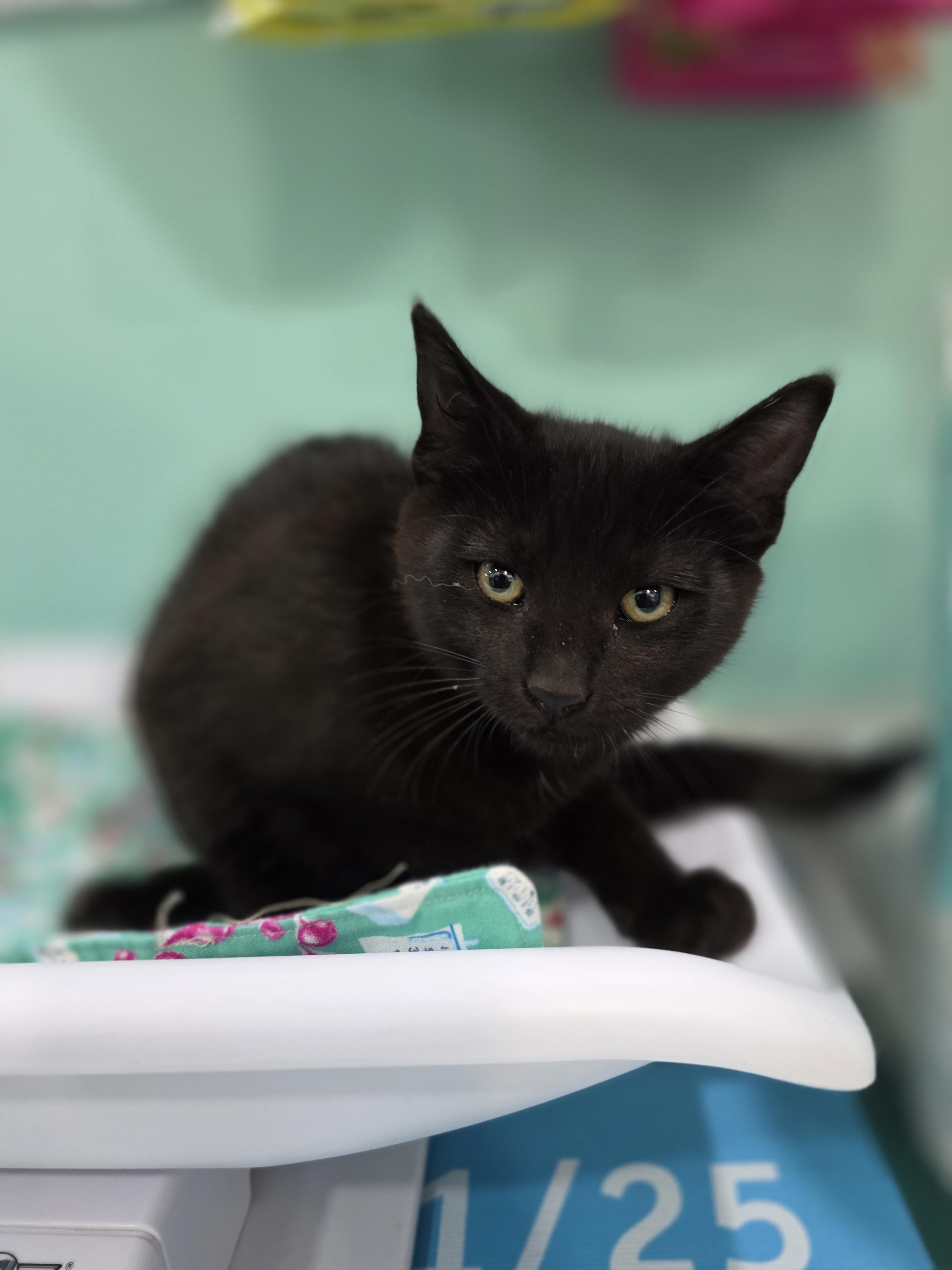 Pepper, a Adoptable mixed breed in Kamloops, BC image 3/6