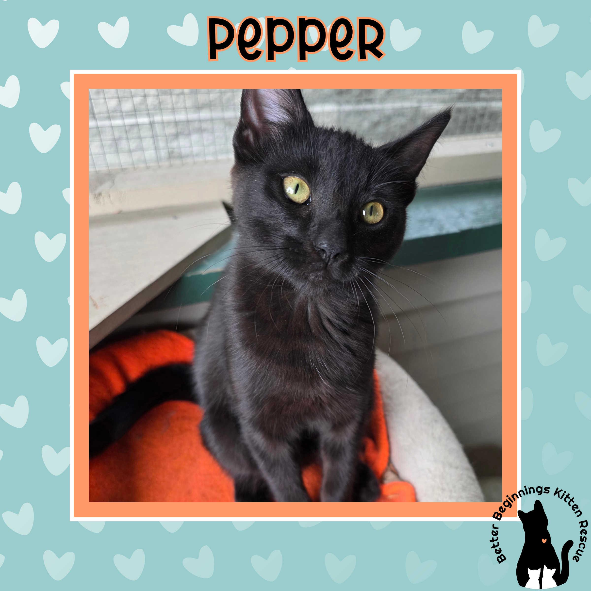 Pepper, a Adoptable mixed breed in Kamloops, BC image 2/6