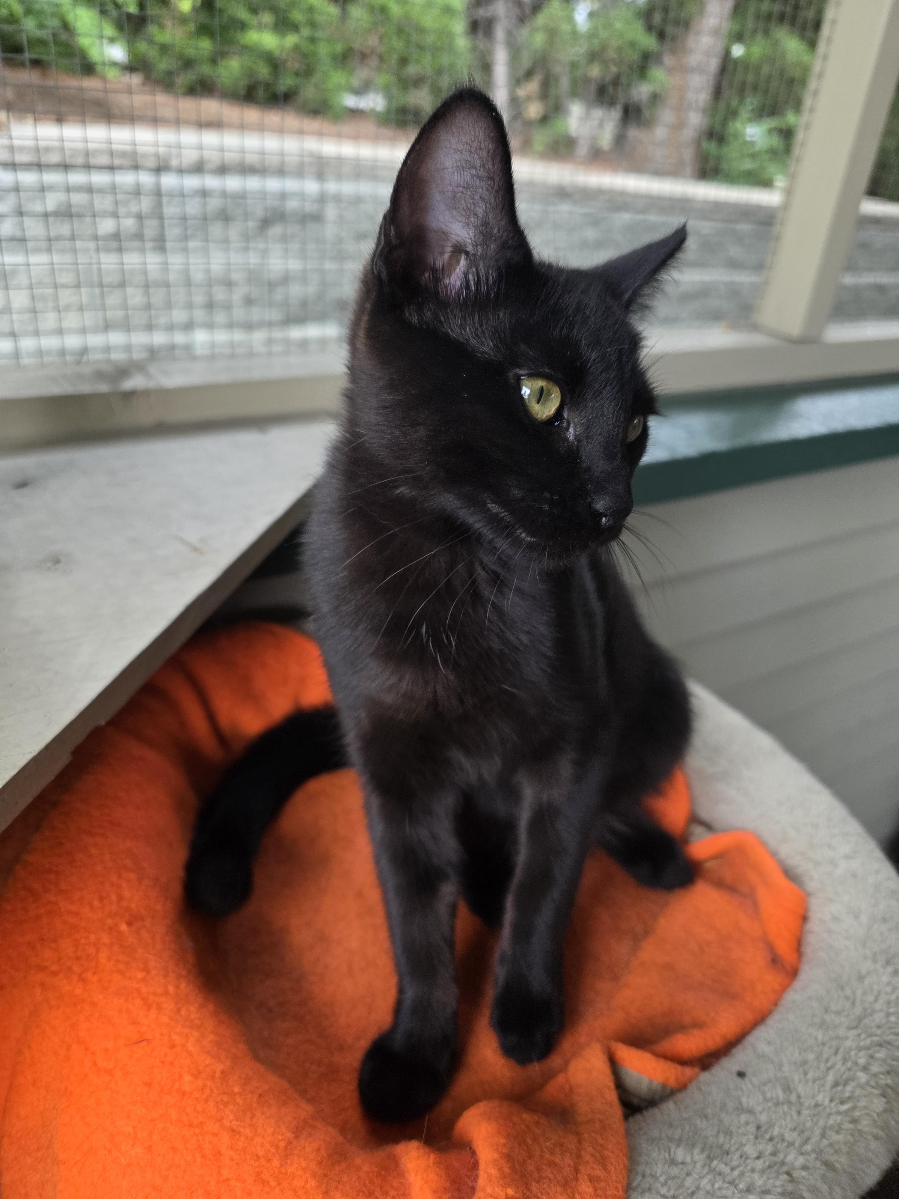 Pepper, a Adoptable mixed breed in Kamloops, BC image 3/6