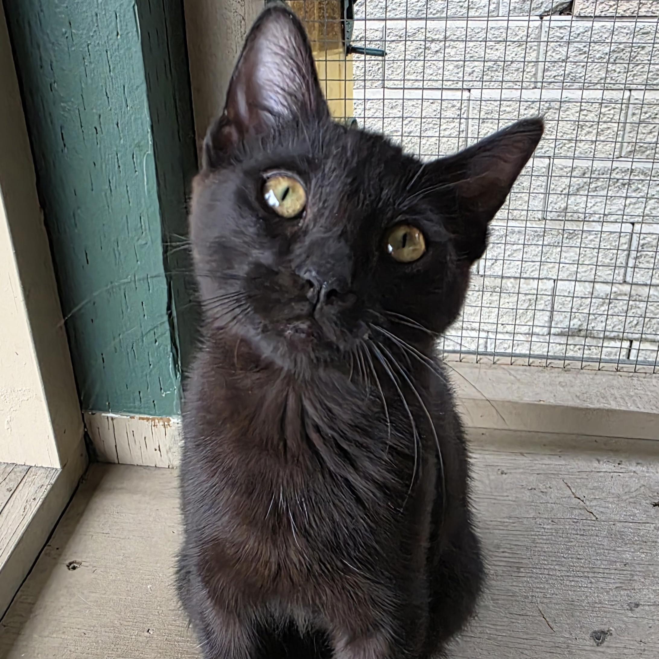 Pepper, a Adoptable mixed breed in Kamloops, BC image 4/6