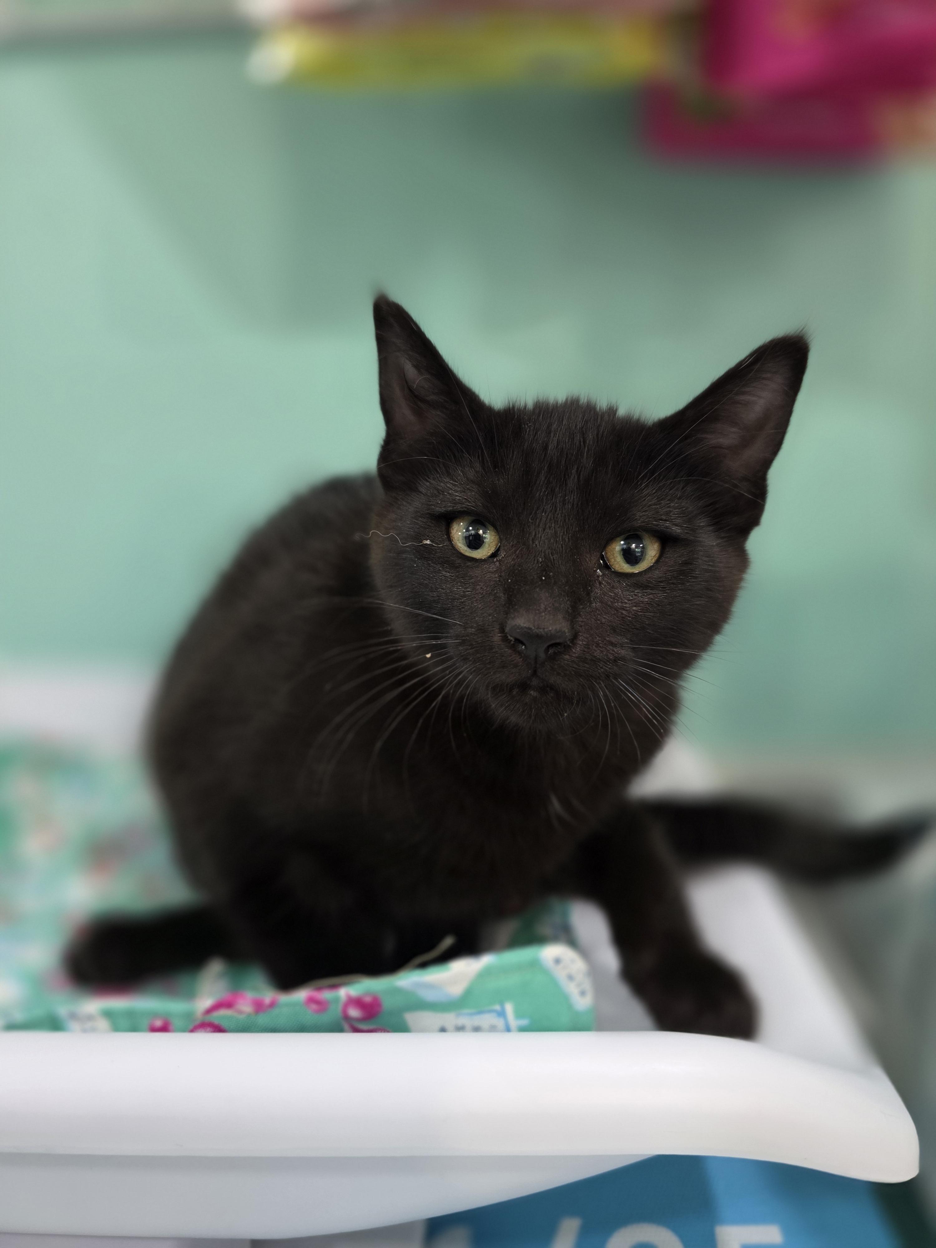 Pepper, a Adoptable mixed breed in Kamloops, BC image 4/6