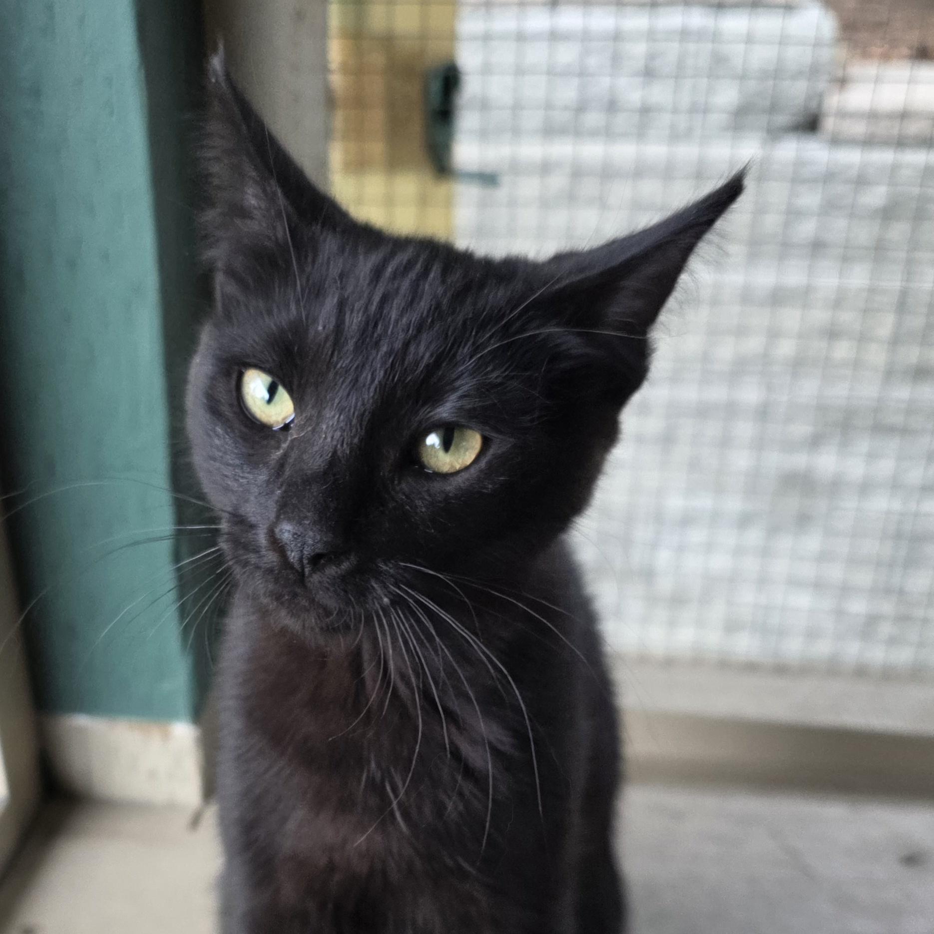 Pepper, a Adoptable mixed breed in Kamloops, BC image 5/6