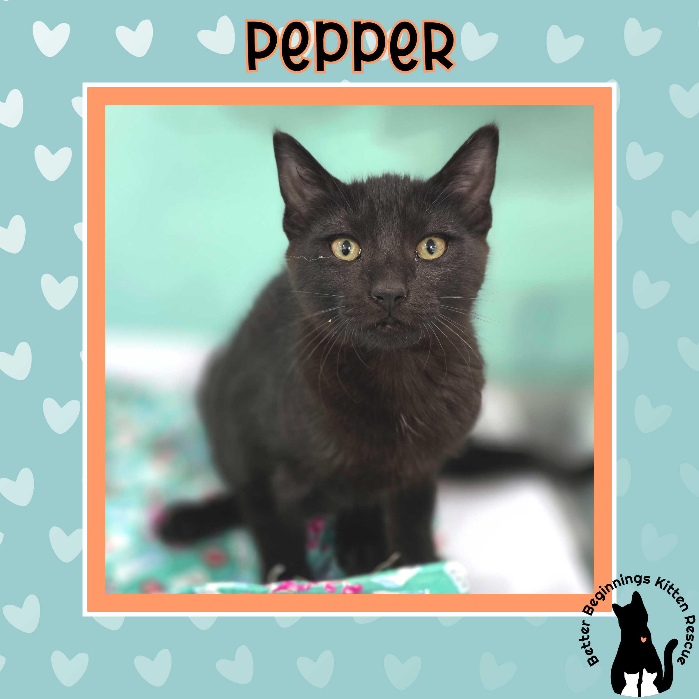 Pepper, a Adoptable mixed breed in Kamloops, BC image 5/6