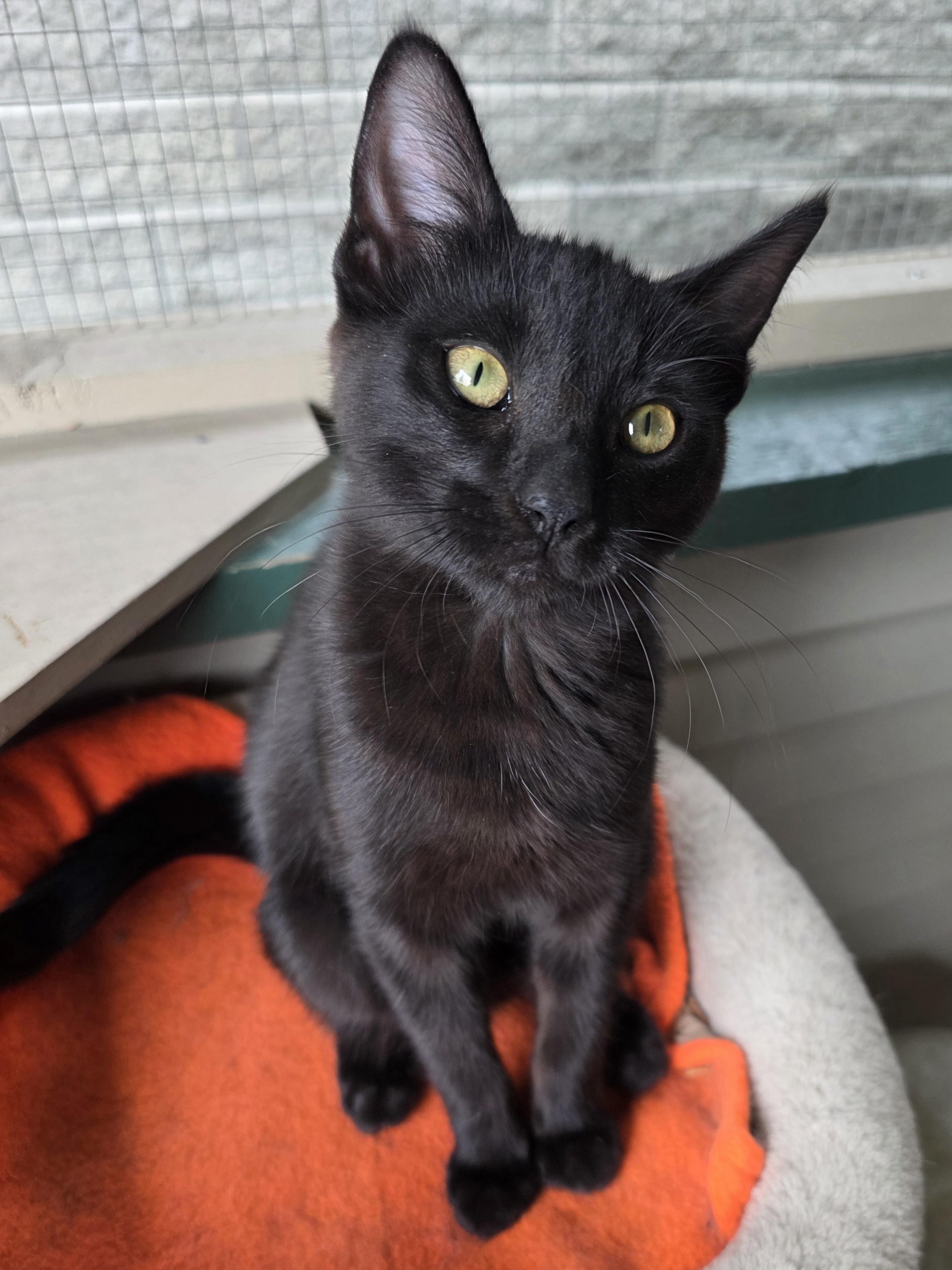 Pepper, a Adoptable mixed breed in Kamloops, BC image 6/6