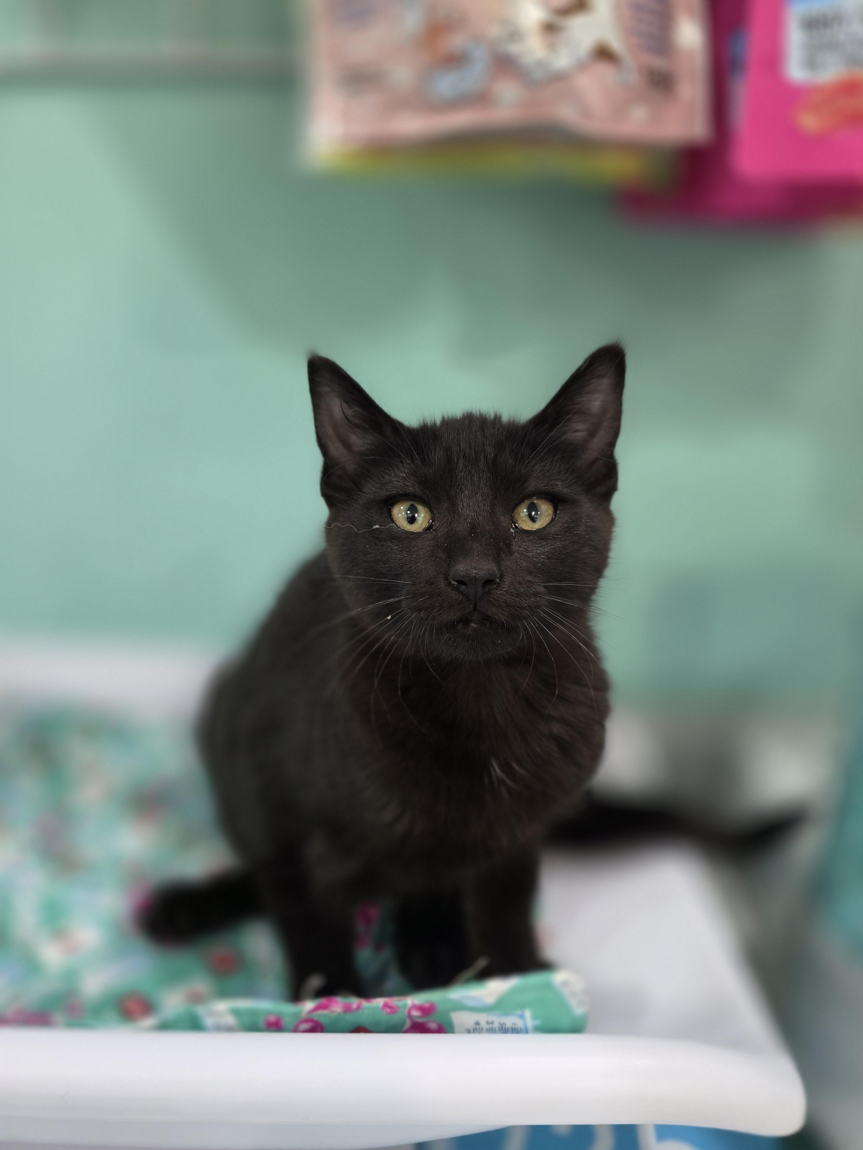 Pepper, a Adoptable mixed breed in Kamloops, BC image 6/6