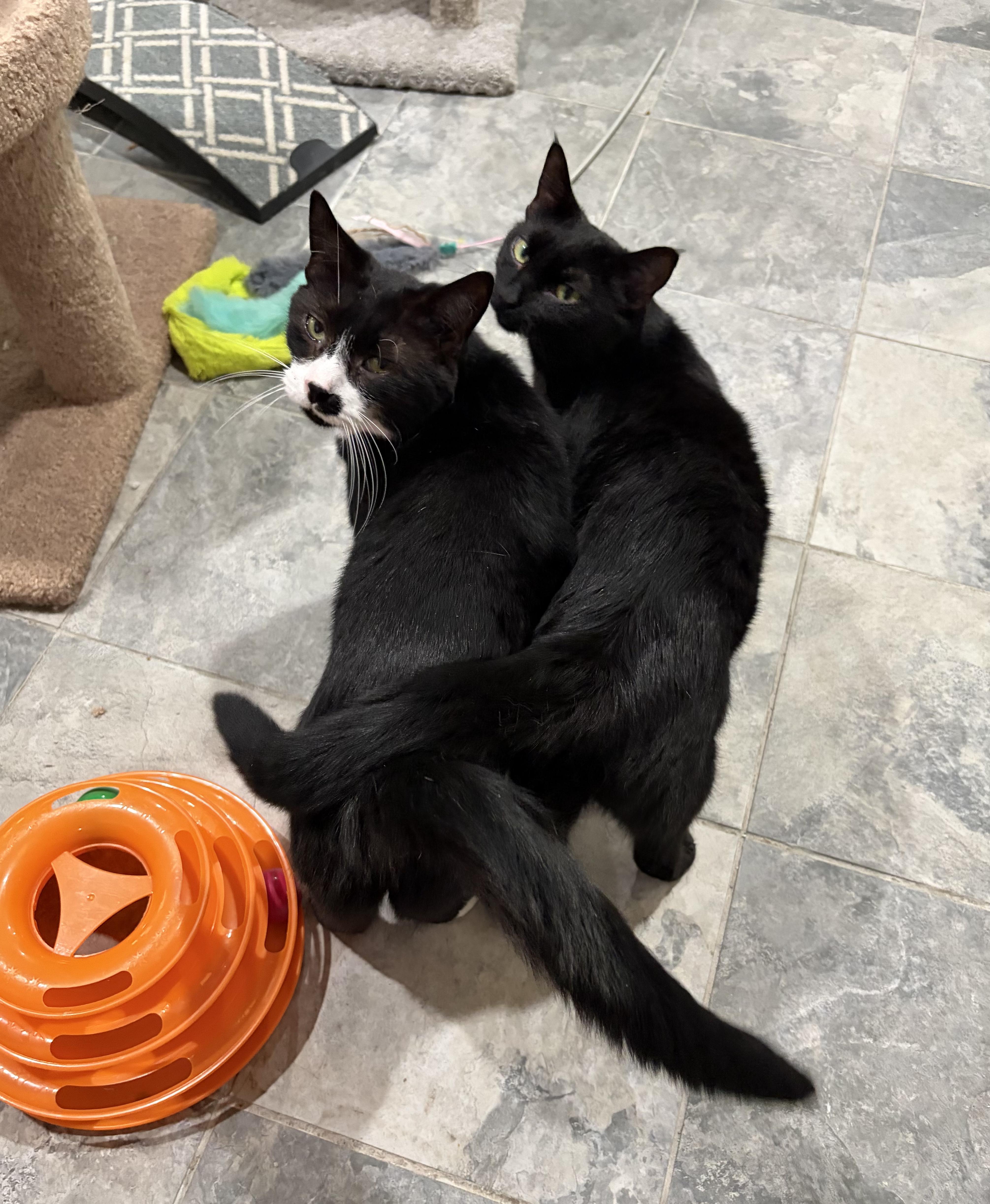 Tom, a Adoptable Domestic Short Hair in North Huntingdon, PA image 6/6