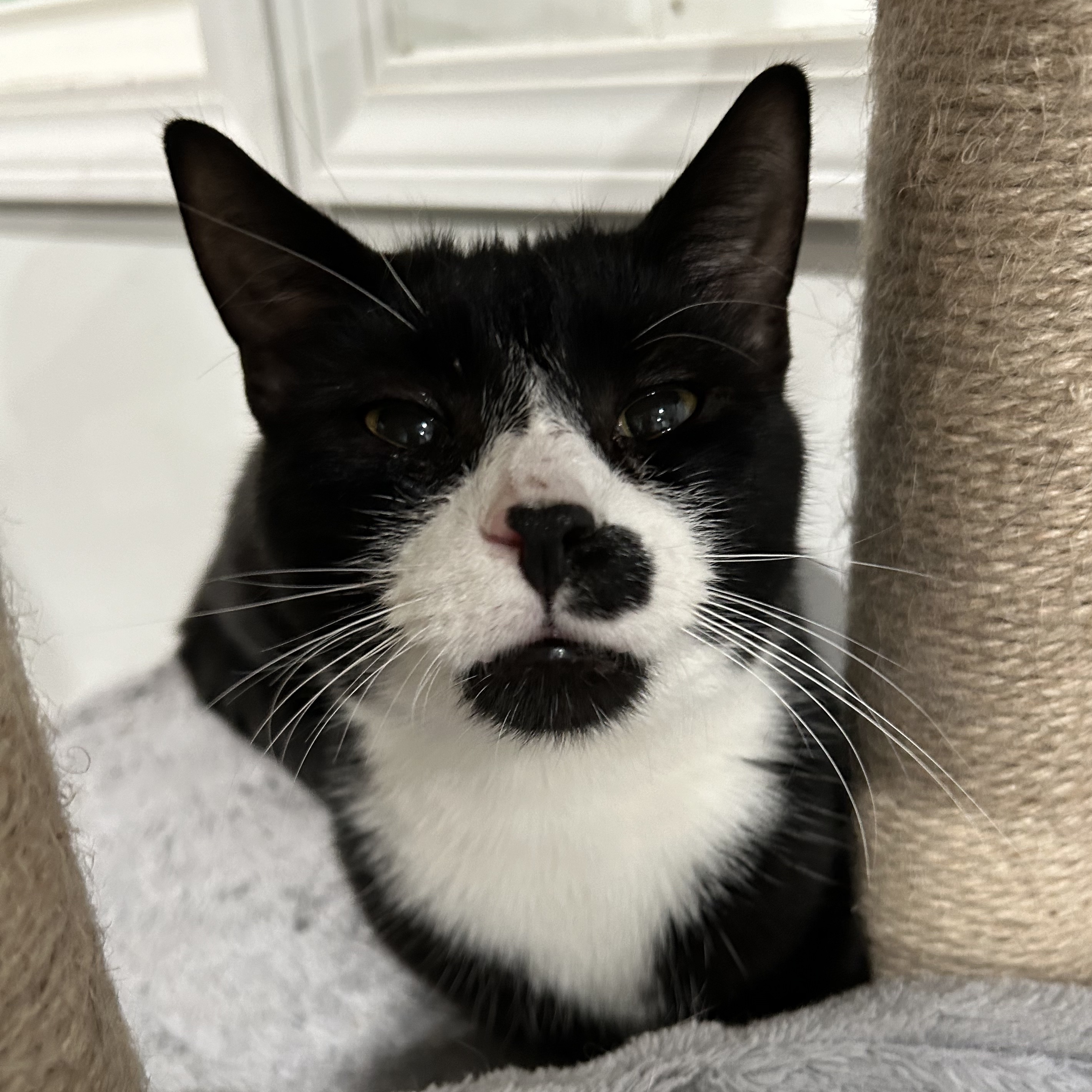 Tom, a Adoptable Domestic Short Hair in North Huntingdon, PA image 1/5