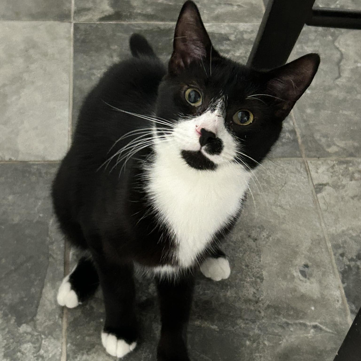 Tom, a Adoptable Domestic Short Hair in North Huntingdon, PA image 2/5