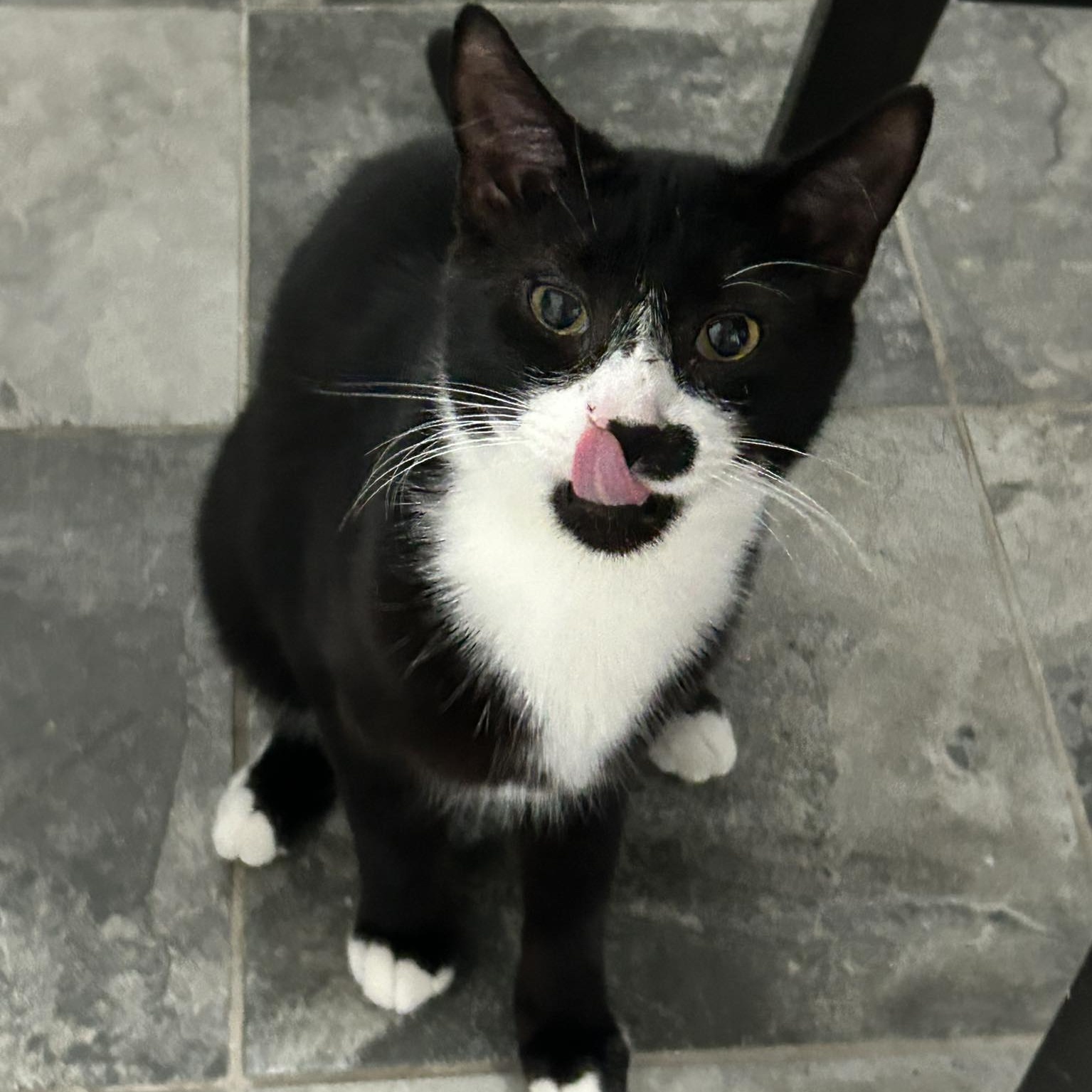 Tom, a Adoptable Domestic Short Hair in North Huntingdon, PA image 5/5