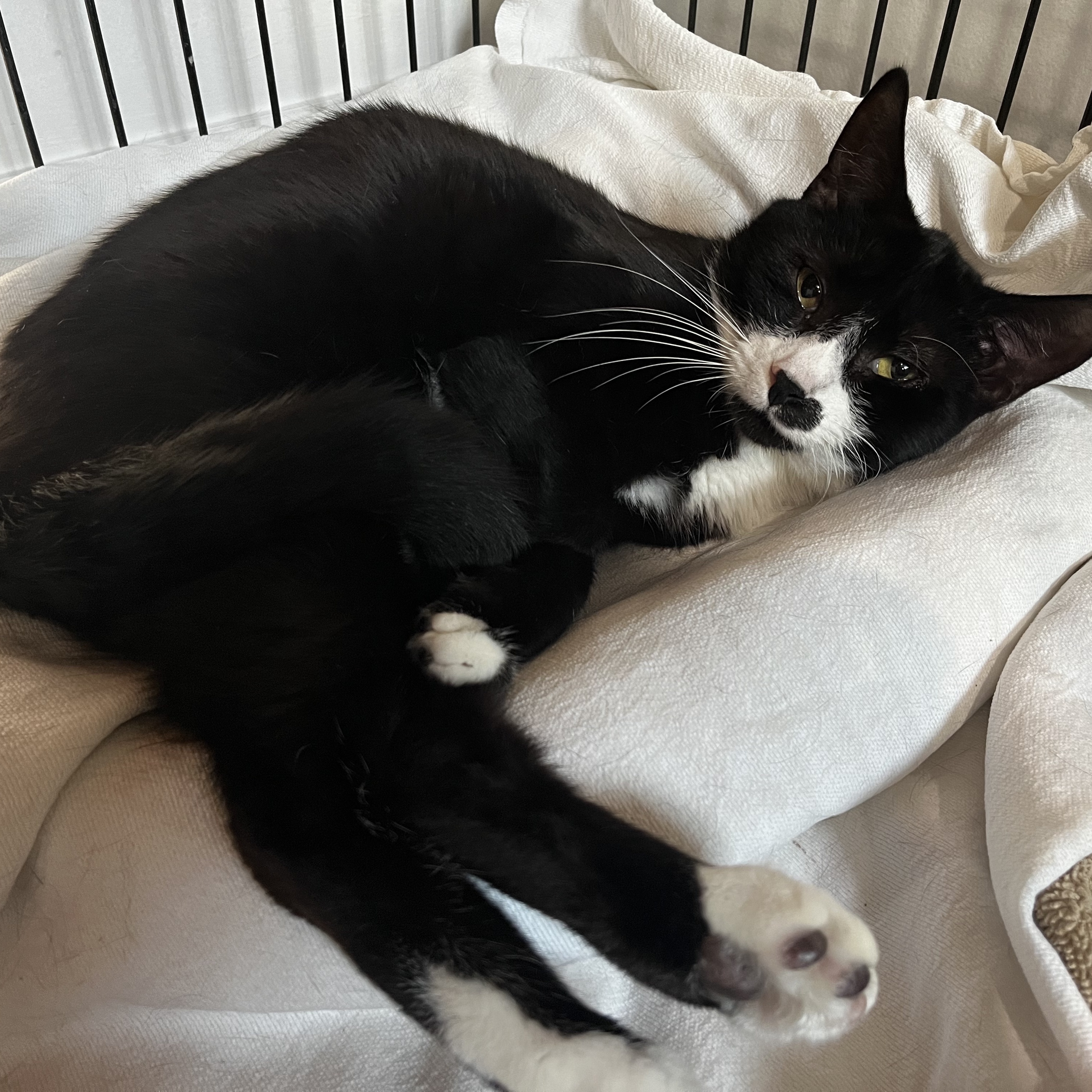 Tom, a Adoptable Domestic Short Hair in North Huntingdon, PA image 3/5