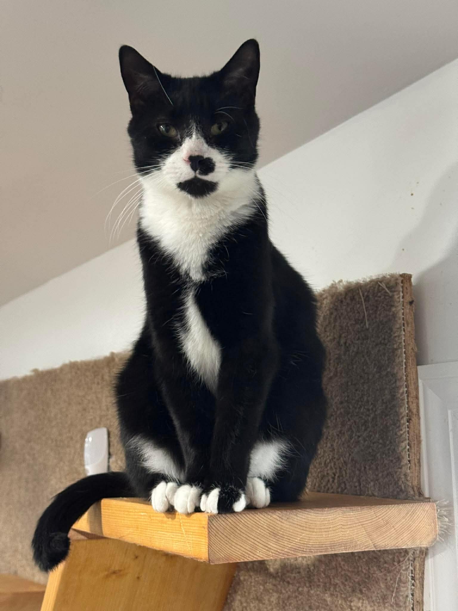 Enlarge Tom, a Adoptable Domestic Short Hair in North Huntingdon, PA image 1/6