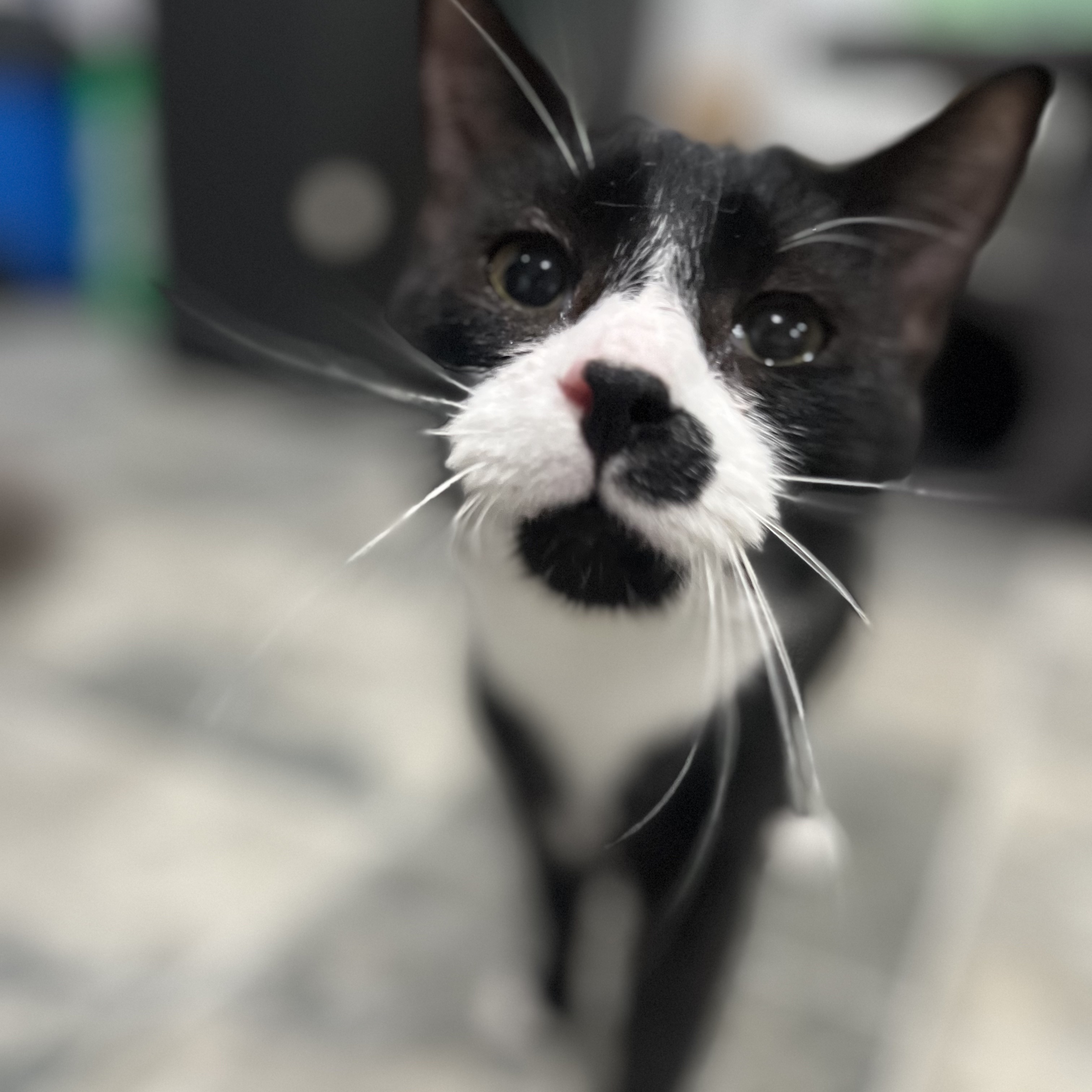 Tom, a Adoptable Domestic Short Hair in North Huntingdon, PA image 4/5