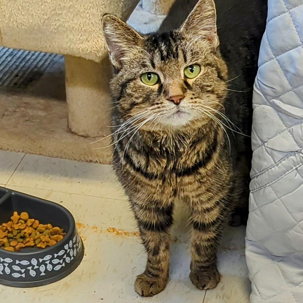 Lokma, Adoptable, Adult Male Domestic Short Hair.