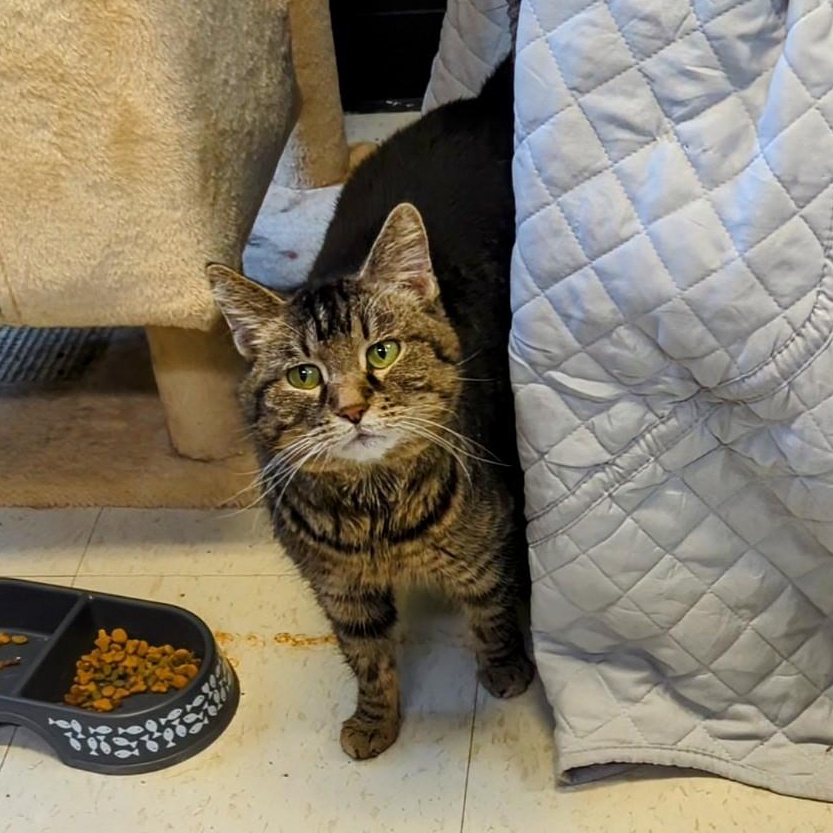 Enlarge Lokma, a Adoptable Domestic Short Hair in West Jefferson, OH image 2/6