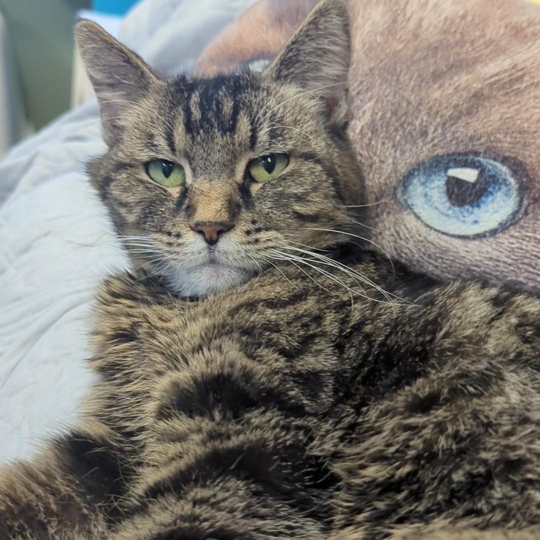 Enlarge Lokma, a Adoptable Domestic Short Hair in West Jefferson, OH image 3/6