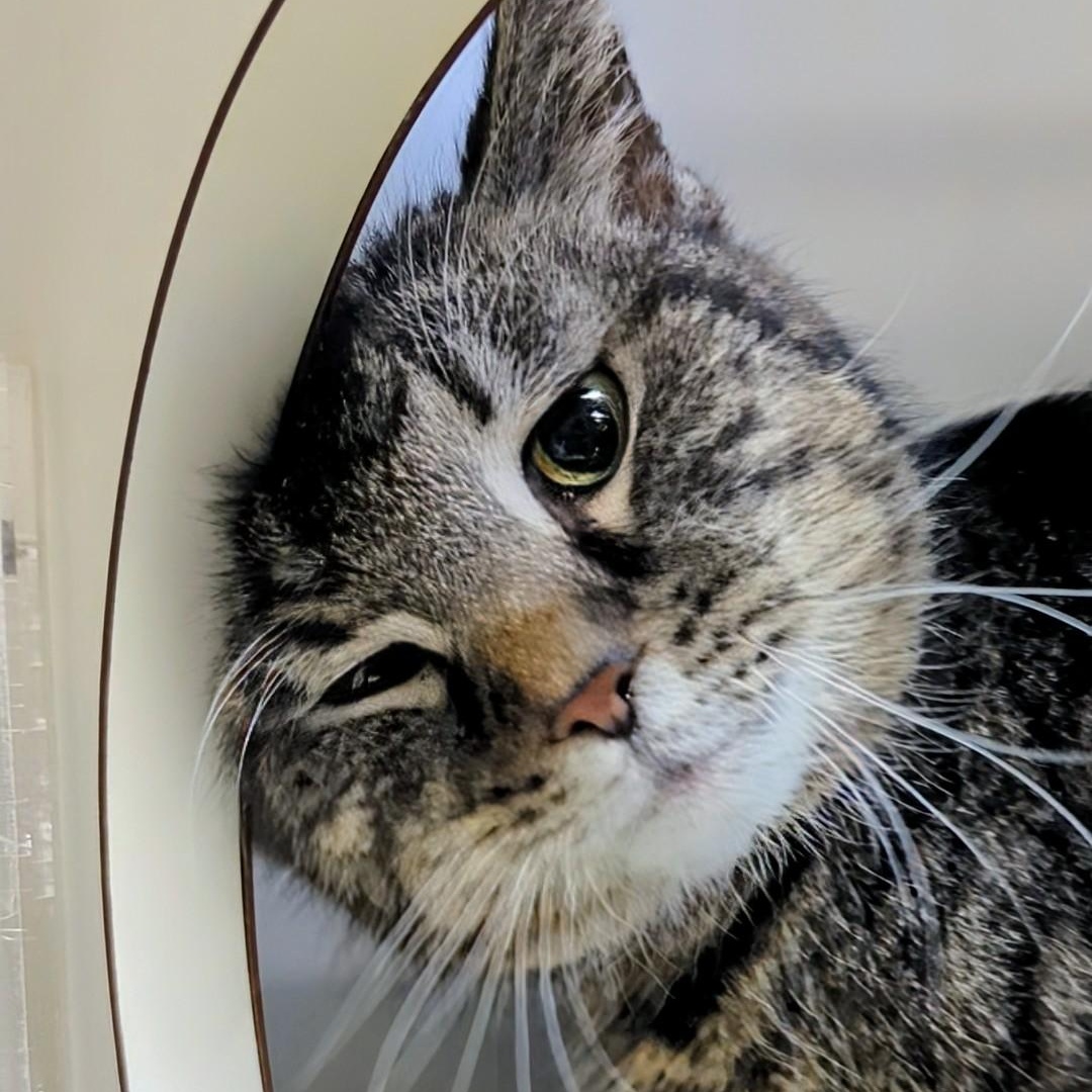 Enlarge Lokma, a Adoptable Domestic Short Hair in West Jefferson, OH image 4/6