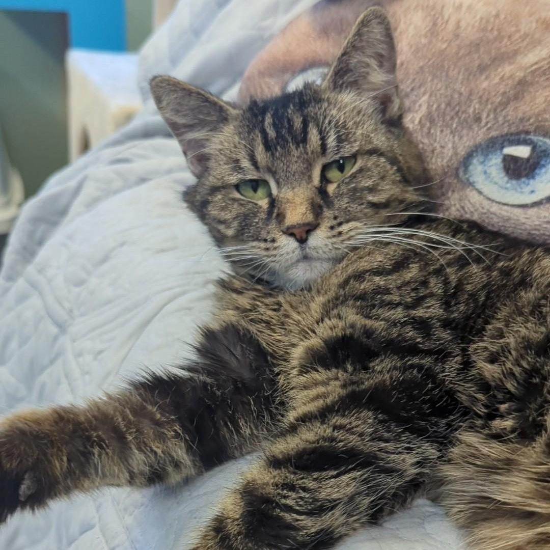 Enlarge Lokma, a Adoptable Domestic Short Hair in West Jefferson, OH image 5/6