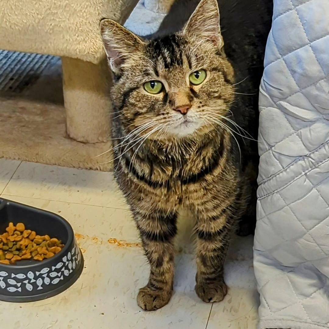 Enlarge Lokma, a Adoptable Domestic Short Hair in West Jefferson, OH image 6/6