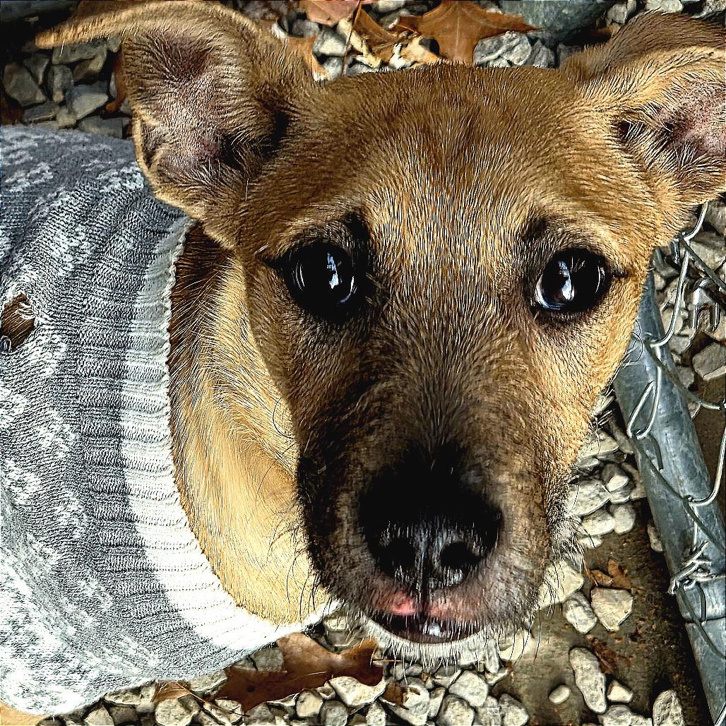 Memphis, Adoptable, Young Male Terrier.