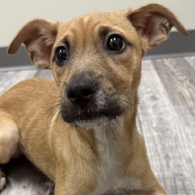 Enlarge Memphis, a Adoptable mixed breed in St. Louis, MO image 2/6