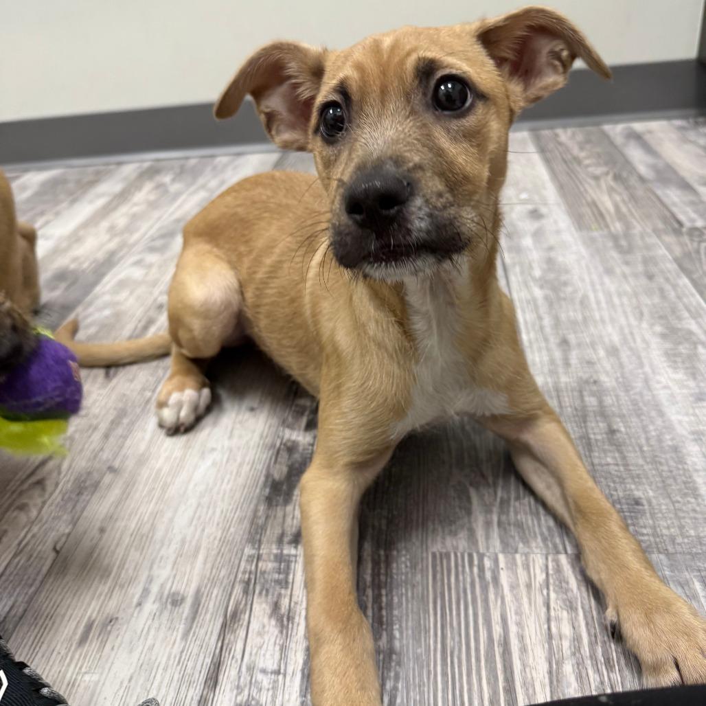 Memphis, a Adoptable mixed breed in St. Louis, MO image 2/5