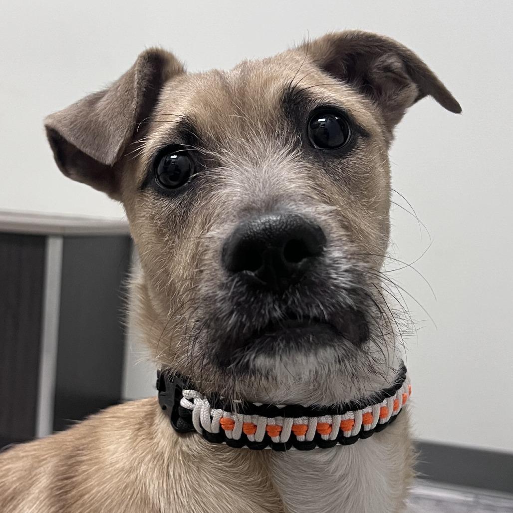 Memphis, Adoptable, Young Male Terrier.