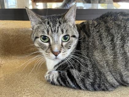 Kitty, a Adoptable Domestic Short Hair in Lewisville, TX image 1/2