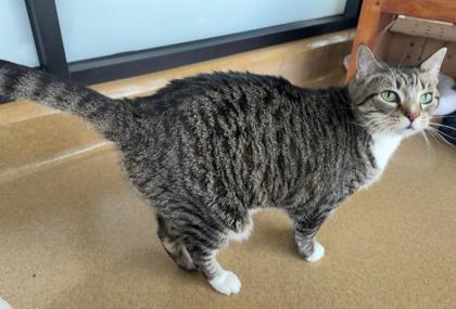 Kitty, a Adoptable Domestic Short Hair in Lewisville, TX image 2/2