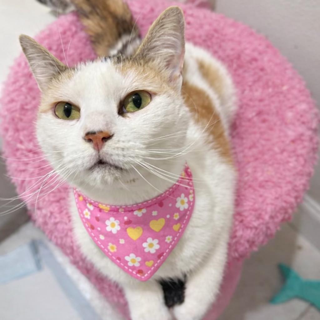 Enlarge Cupcake, a Adoptable mixed breed in Jacksonville, FL image 1/4