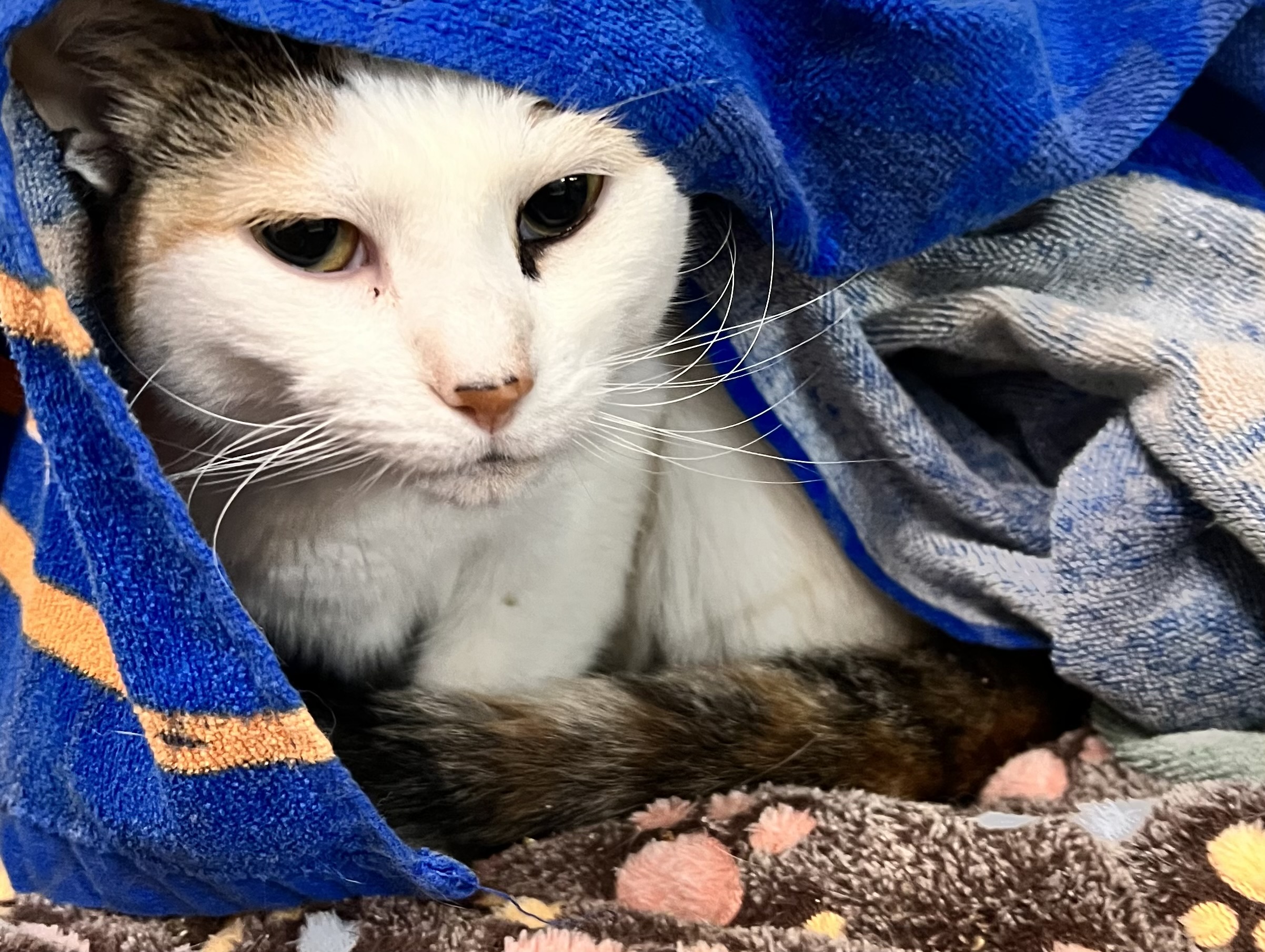 Cupcake, an adoptable Domestic Short Hair, Calico in Jacksonville, FL, 32206 | Photo Image 3