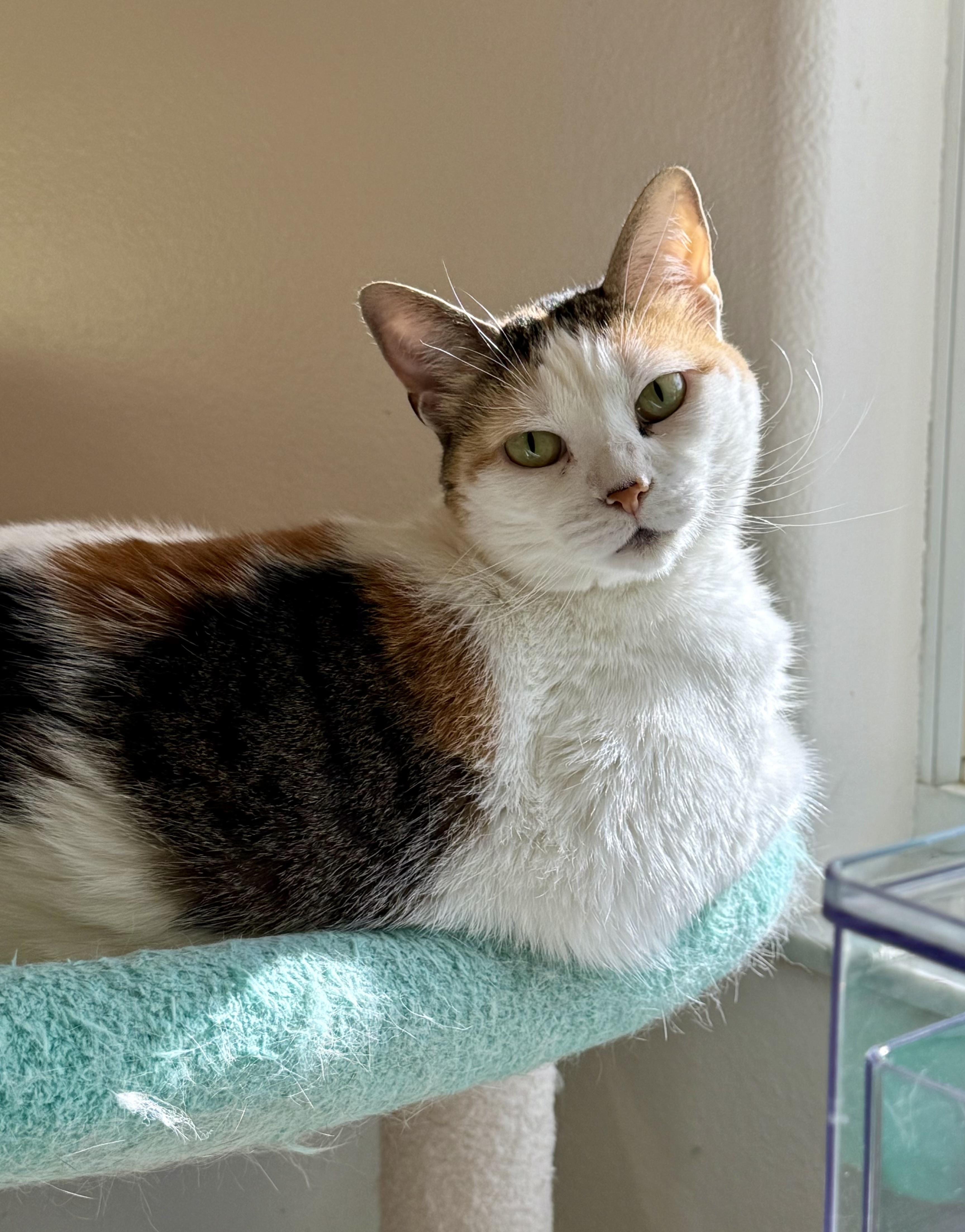 Cupcake, Adoptable, Adult Female Domestic Short Hair & Calico.