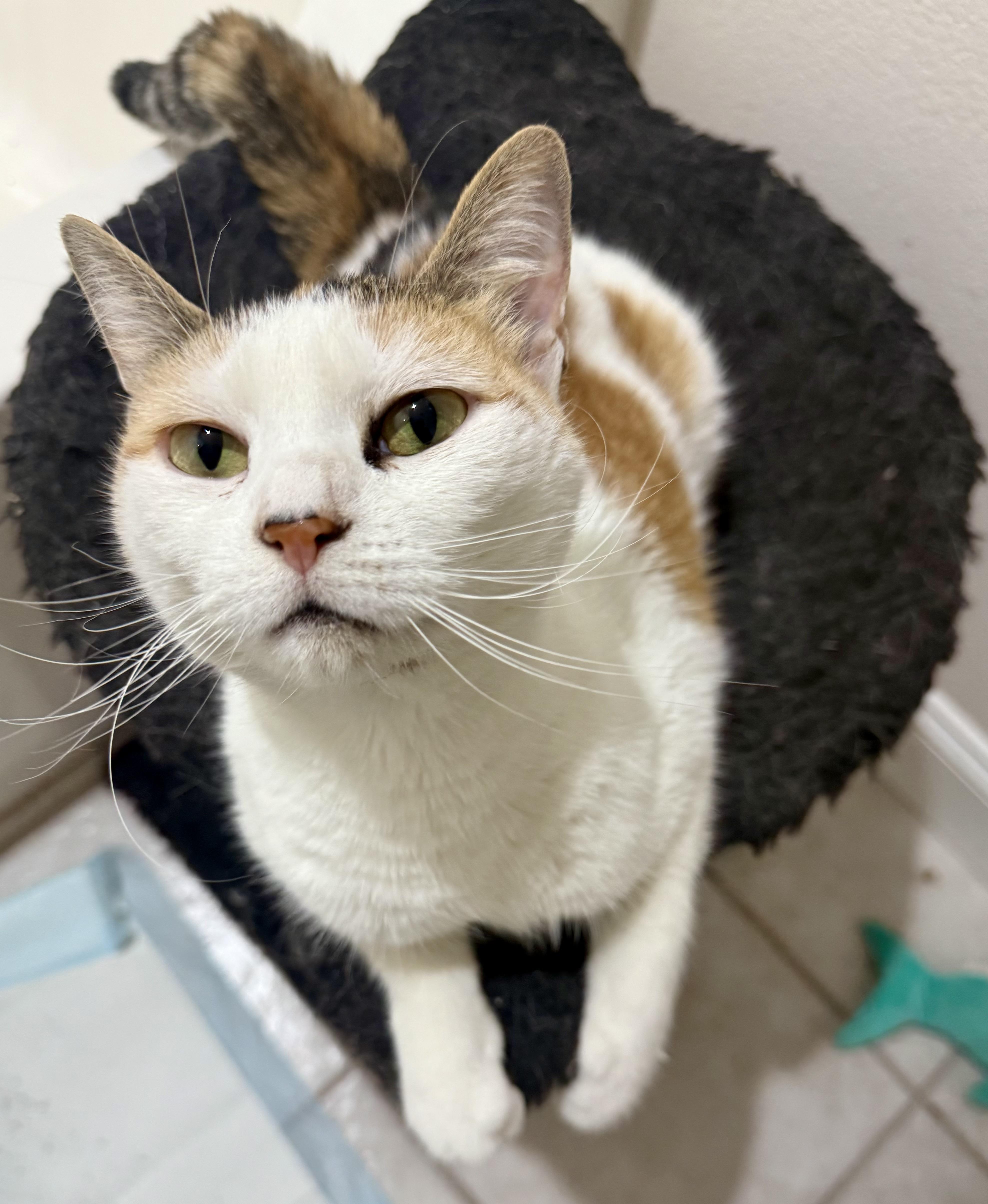 Cupcake, an adoptable Domestic Short Hair, Calico in Jacksonville, FL, 32206 | Photo Image 1