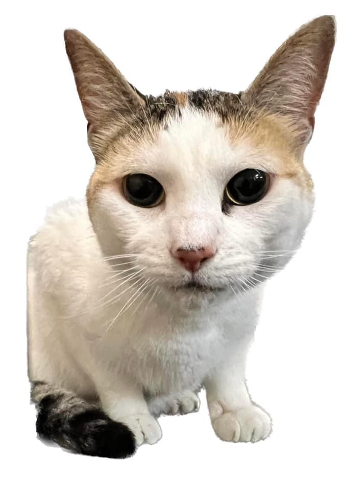 Cupcake, an adoptable Domestic Short Hair, Calico in Jacksonville, FL, 32206 | Photo Image 2