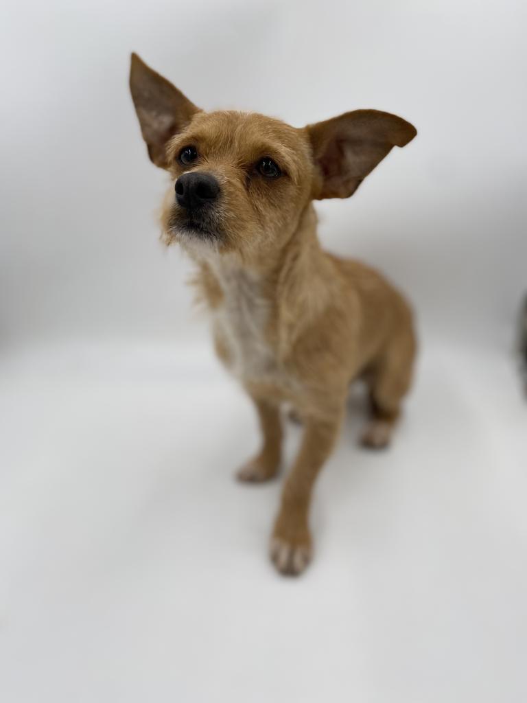 Enlarge Samson, a Adoptable mixed breed in Thousand Oaks, CA image 1/1