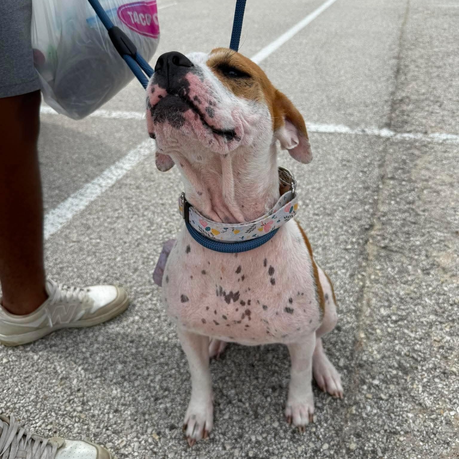 Sandy, a ADOPTABLE mixed breed in Yonkers, NY image 2/6