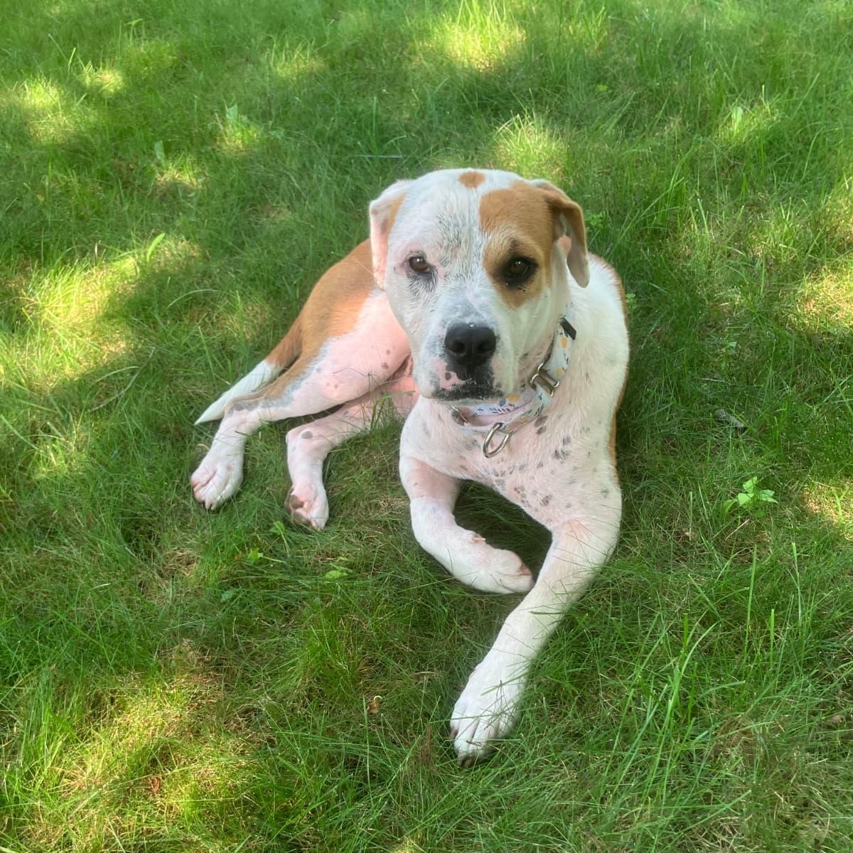 Sandy, a ADOPTABLE mixed breed in Yonkers, NY image 1/6