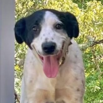 Susie Q, Adoptable, Young Female Labrador Retriever & English Pointer.