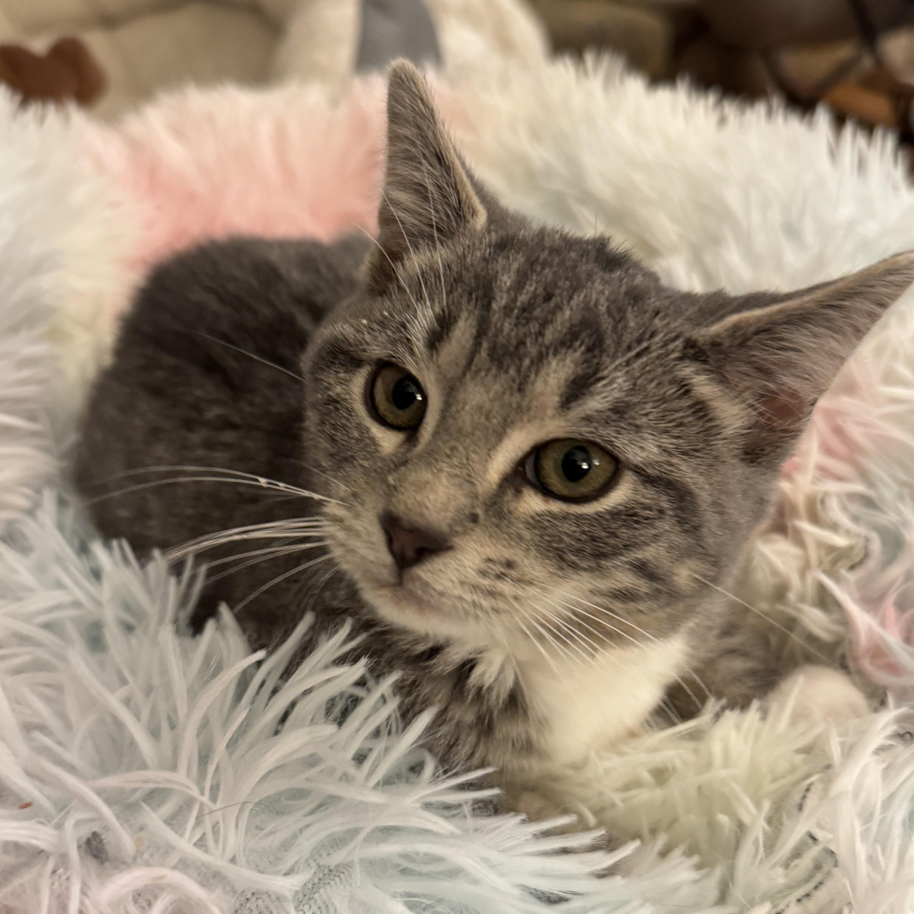 Enlarge HARMONY, an adopted Domestic Short Hair in East Greenwich, RI image 1/6