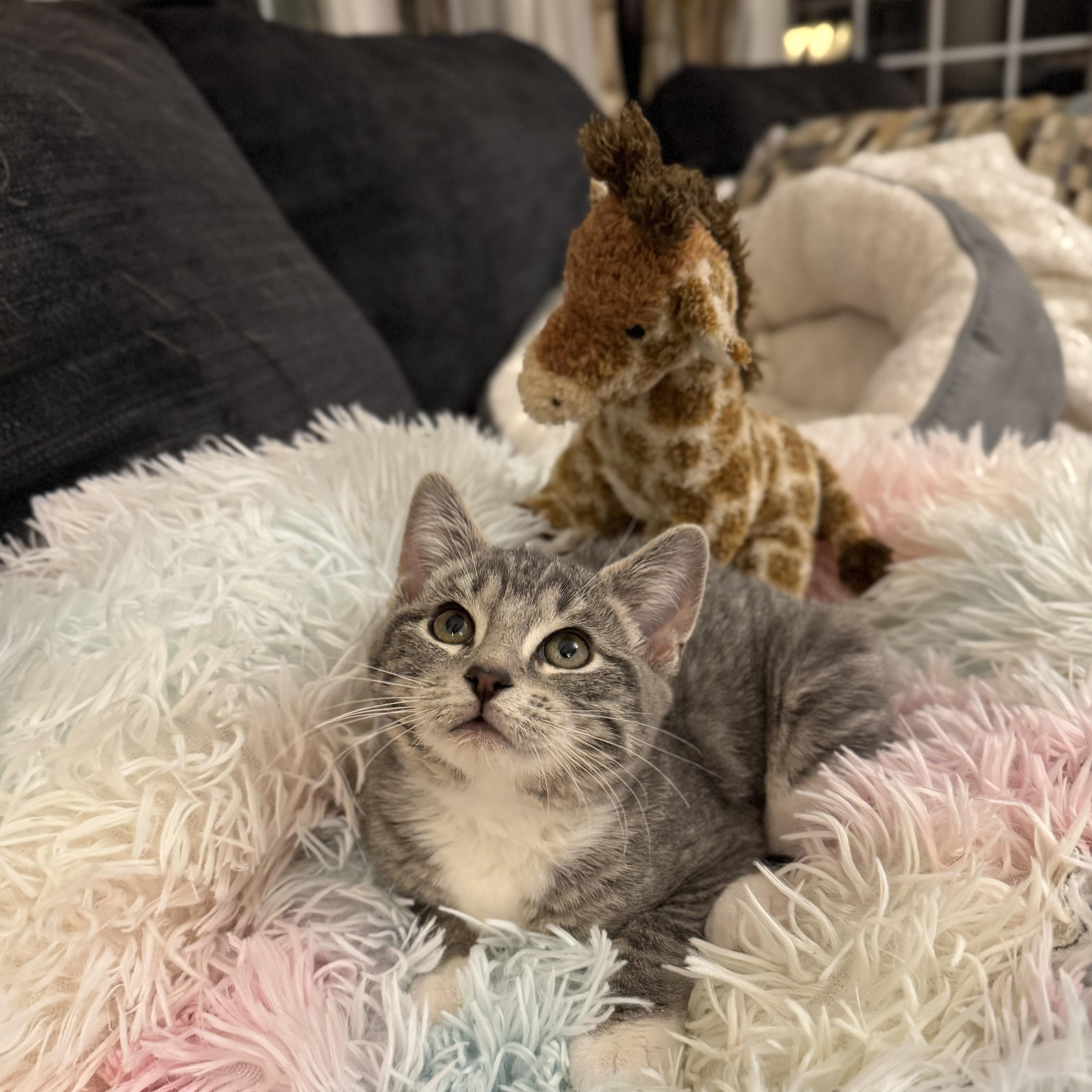 Enlarge HARMONY, an adopted Domestic Short Hair in East Greenwich, RI image 2/6