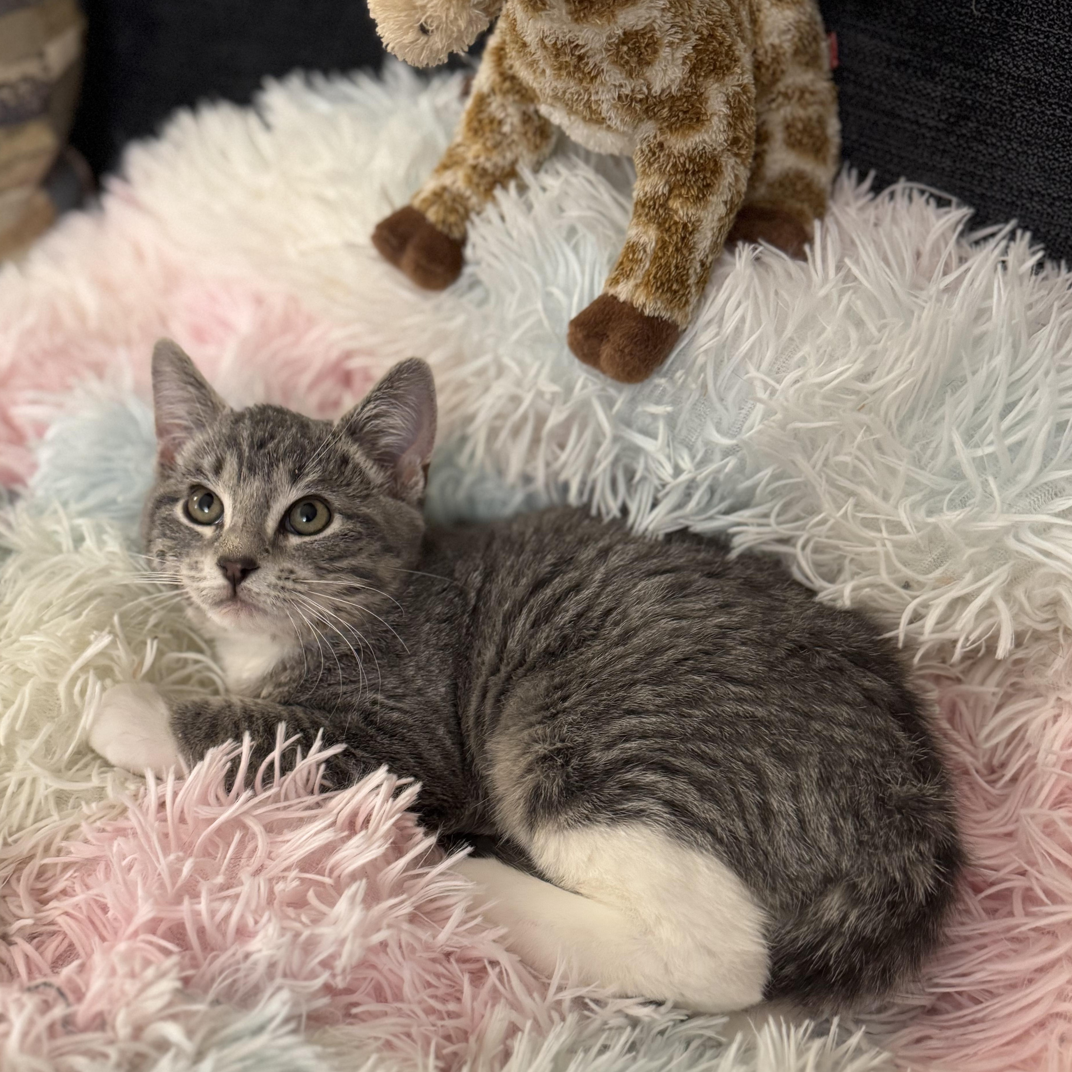 Enlarge HARMONY, an adopted Domestic Short Hair in East Greenwich, RI image 5/6