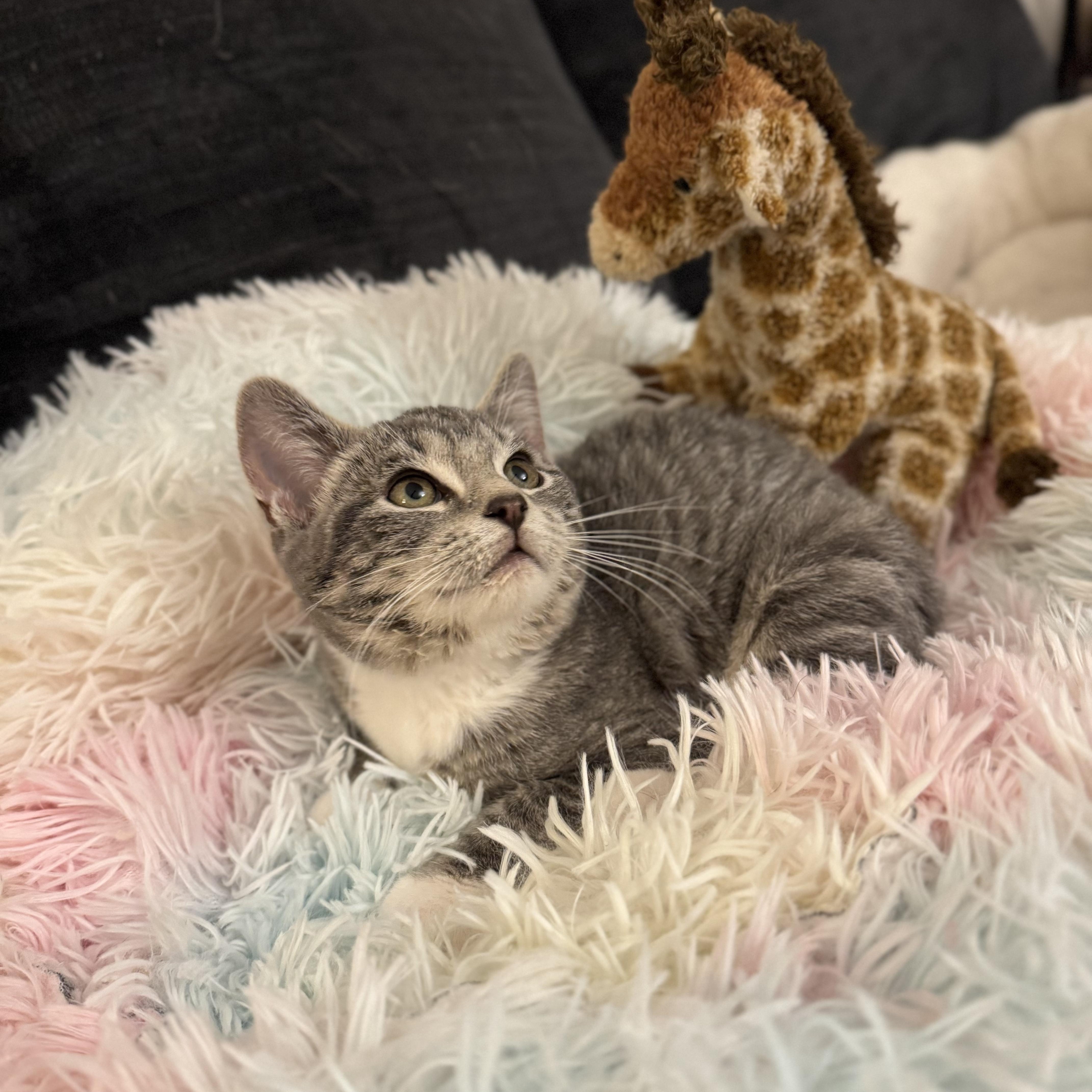 Enlarge HARMONY, an adopted Domestic Short Hair in East Greenwich, RI image 3/6