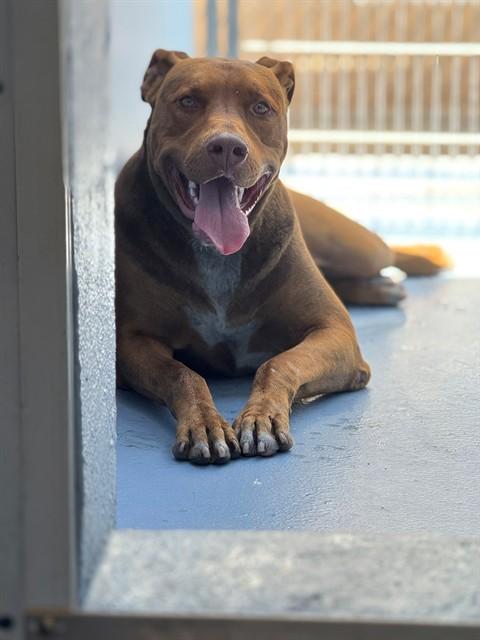 Enlarge MADURO, a Adoptable mixed breed in Downey, CA image 1/1